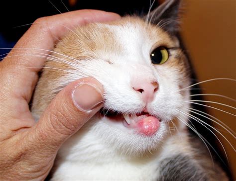 Mouth Ulcers in Cats - Causes and Treatment