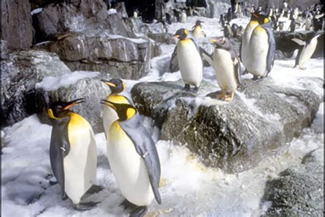 Penguin Encounter | SeaWorld San Diego discount tickets | Undercover ...