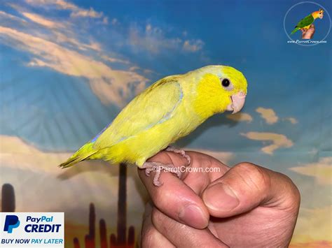 American Yellow Pacific Parrotlet for sale - ParrotCrown.com