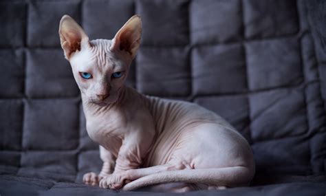 The Top Hairless Cat Breeds | BeChewy