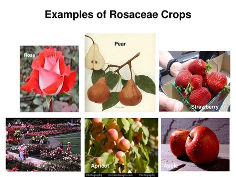 PPT - Nomenclature Scientific Plant Classification PowerPoint Presentation - ID:1264936