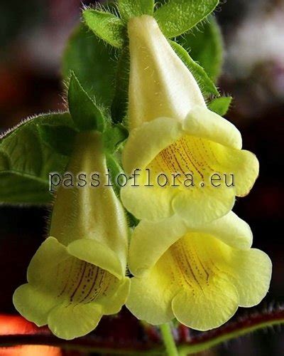 Sinningia seeds - conspicua - PassioFlora.eu - Beautiful and rare ...