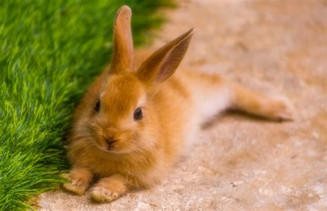 10 Awesome Tips For Wonderful Pet Rabbit Care – Petsmont