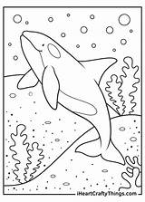 Killer Whale Coloring Pages Updated 2021 sketch template