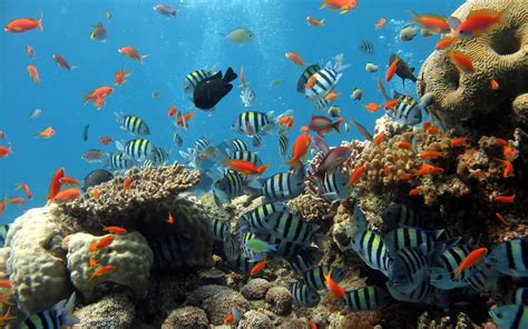 Imagenes de Peces en Arrecifes de Coral | Fotos e Imágenes en FOTOBLOG X