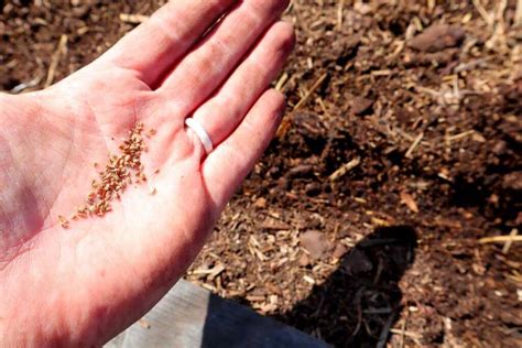 Planting Carrot Seeds: The Easy Beginner's Guide to Growing Carrots ...