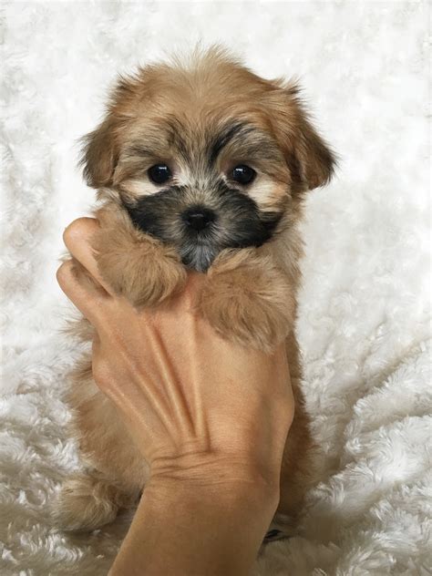 Teacup Full Grown Maltese Yorkie Puppies Teacup Full Grown Morkie ...