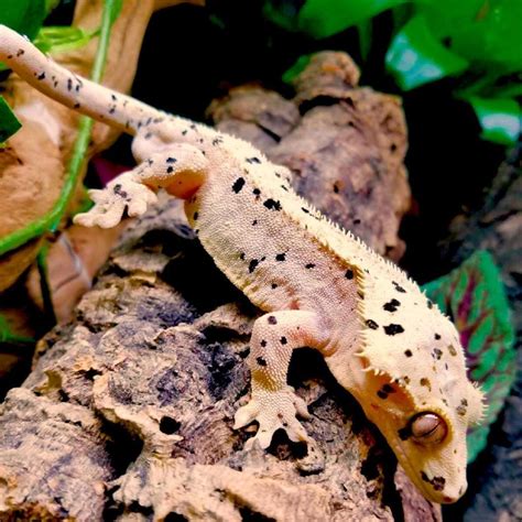 Testimonials and Reviews - Exotic Reptiles for Sale