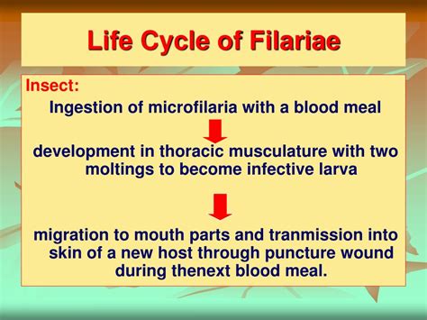 PPT - NEMATODES -2- PowerPoint Presentation, free download - ID:4923754