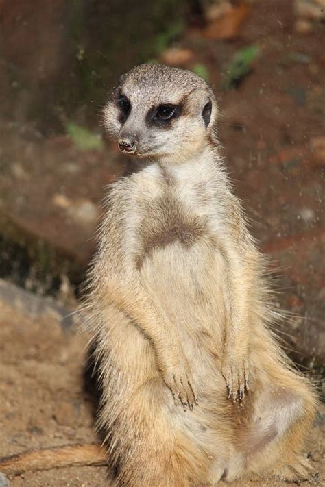 Meerkat in Its Natural Habitat Stock Image - Image of furry, park ...