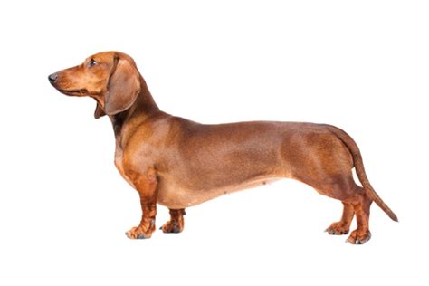 Dachshund Breed Standard