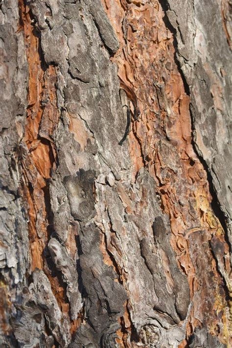 Scots pine bark stock image. Image of cracked, pine - 240872497