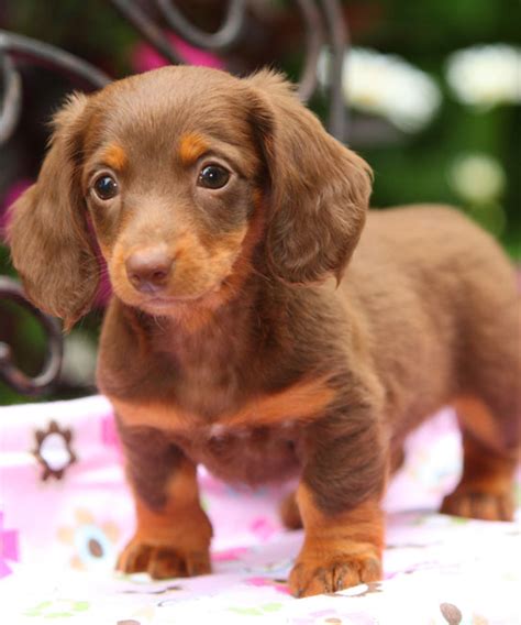 Dachshund Puppy | Noble Paw Puppies