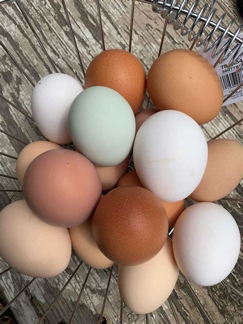 Buy 40 Fertile Chicken Eggs, Mixed Breed Online at desertcartKSA