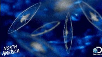 Bioluminescent Phytoplankton GIFs - Find & Share on GIPHY