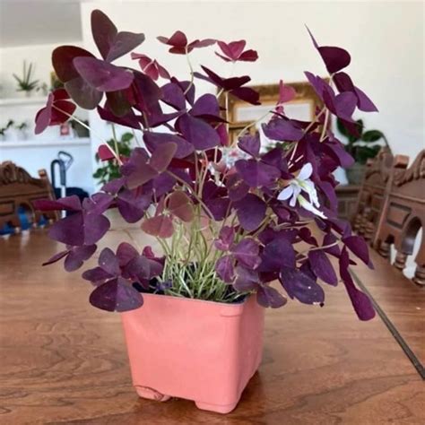 Purple Shamrock Plant Care - How to Grow & Maintain Oxalis Triangularis ...