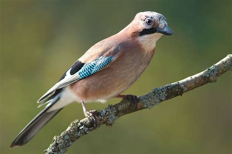 Eurasian Jay (Garrulus glandarius) - Brilliant Creation