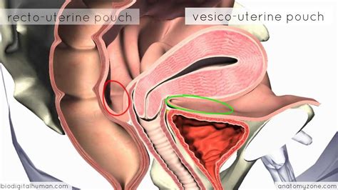 Introduction to Female Reproductive Anatomy - 3D Anatomy Tutorial - YouTube