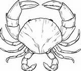 Crustacean coloring Pages  Free Coloring sketch template
