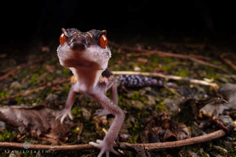 Wide Angle Macro Photography in the Jungles of Okinawa.