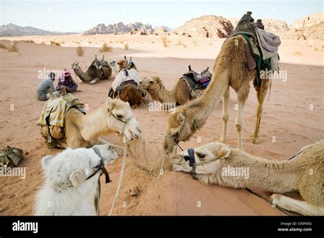 Bedouin arabs and their camels in the desert, Wadi Rum, Jordan, Middle ...