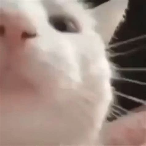 Cat Cat Vibing GIF - Cat CatVibing CatDancing - Discover & Share GIFs ...