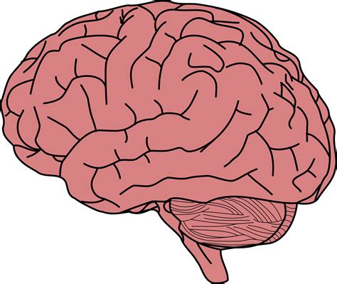 Brain PNG transparent image download, size: 2400x2021px