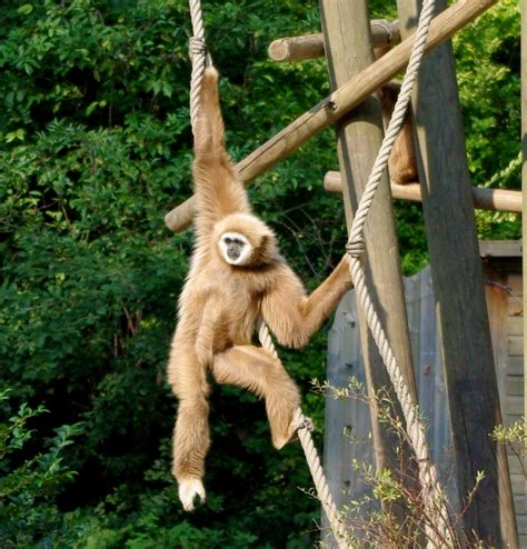 File:Gibbon à mains blanches (Zoo de Lille Nord).jpg - Wikimedia Commons