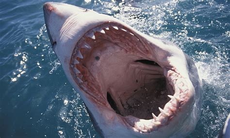 There's a great white shark heading for Britain – but don't panic | Environment | The Guardian