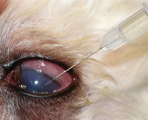 What Should A Dogs Eye Pressure Be? A Guide To Canine Eye Health