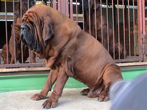 Korean mastiff | Rare dogs, Rare dog breeds, Dog breeds