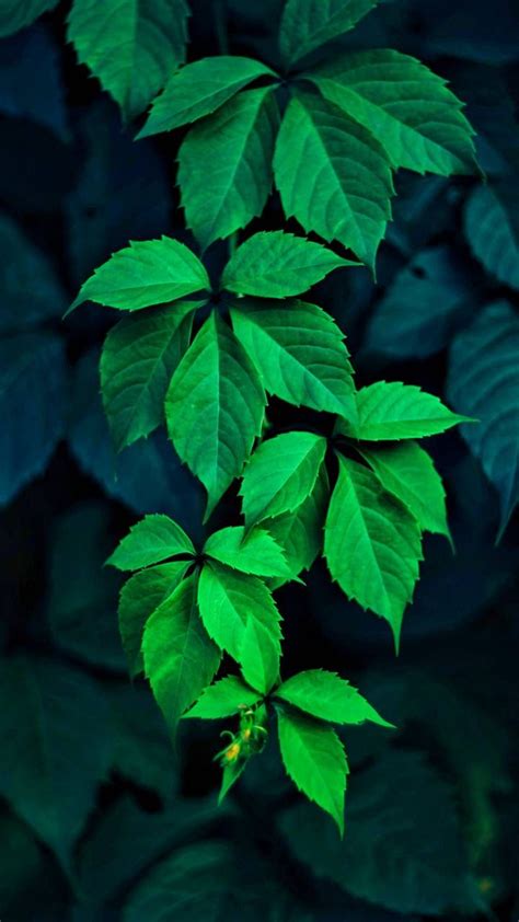 Green Leaves - My Favorite Ideas Blog