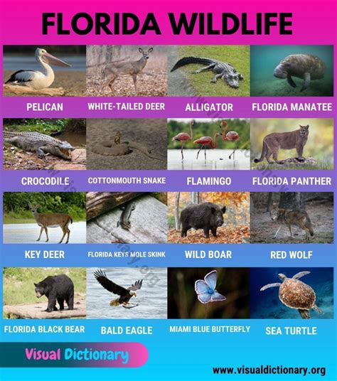 Florida Wildlife: List of 20 Animals That Live In Florida with ...