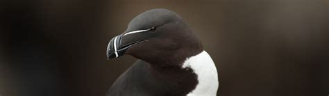 Razorbill - Feeding | Young People's Trust For the Environment