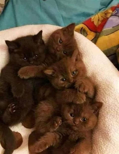 adorable rare brown kittens : Kitten