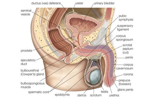 Male and Female Reproductive Systems: Male Reproductive System Female Reproductive System Organs ...