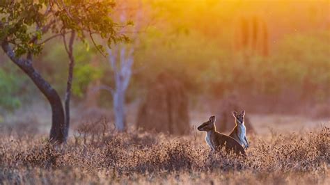 Agile Wallabies in a field at sunrise, Adelaide River, Northern ...