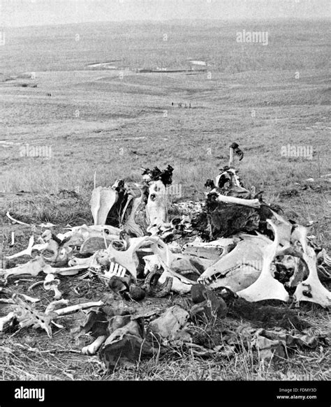 Pile of bones at the site of George Armstrong Custer's last stand in ...