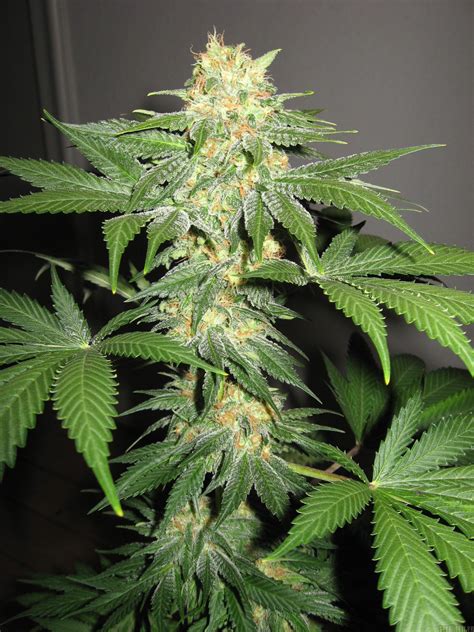 California Indica - strain - Sensi Seeds | Cannapedia