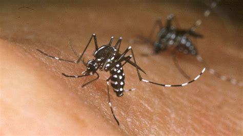 California Mosquito Season: What to Know About Ankle-Biter Mosquitoes ...