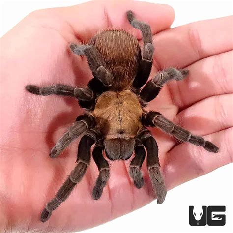 Texas Brown Tarantulas For Sale - Underground Reptiles