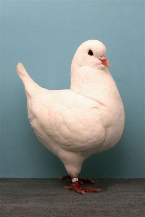 Photo Gallery: Surprisingly Gorgeous Champion Pigeons | Cute pigeon ...