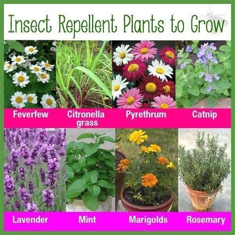 Best Mosquito Repelling Plants at Your Home - Modern Design in 2020 ...