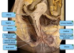 Urinary System Quiz | Quizlet