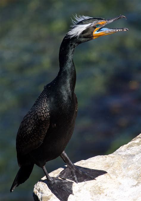 Double-crested Cormorant | San Diego Bird Spot