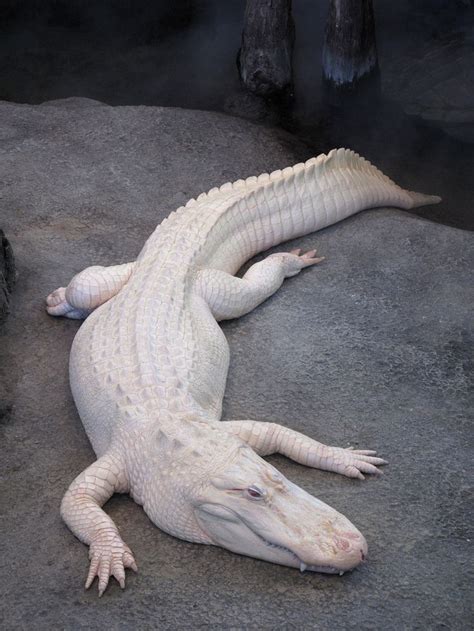 Albino Croc | Albino animals, Animals wild, Rare animals