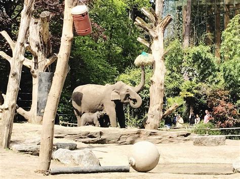 Dierenpark Amersfoort - Een geweldig uitje voor kinderen!