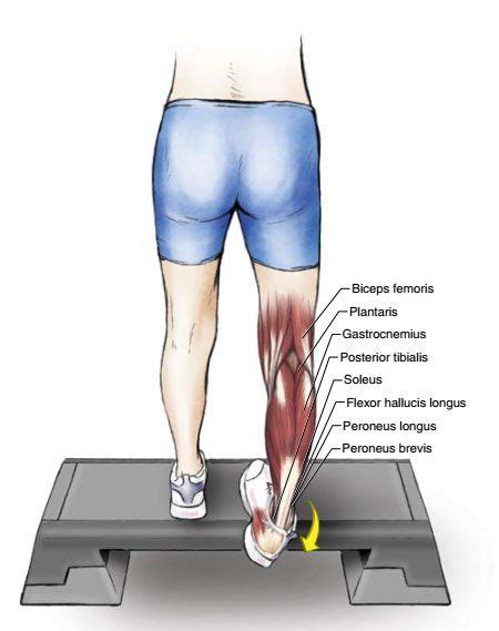 6 Exercises to Stretch Your Toes, Ankles, Soleus and Gastrocnemius Muscles - The Health Science ...