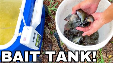 DIY AQUARIUM BAIT TANK for LIVE POND FEEDINGS! - YouTube