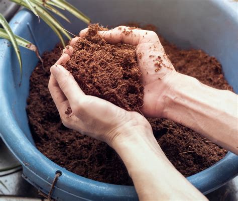 3 Tips for Growing in Coco Coir - GreenPlanet Nutrients USA